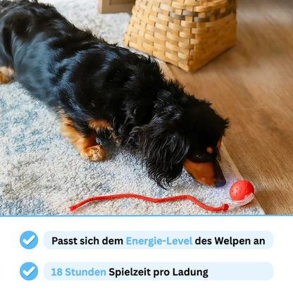 PawPlay Ball - Spielspaß, auch wenn du nicht zuhause bist